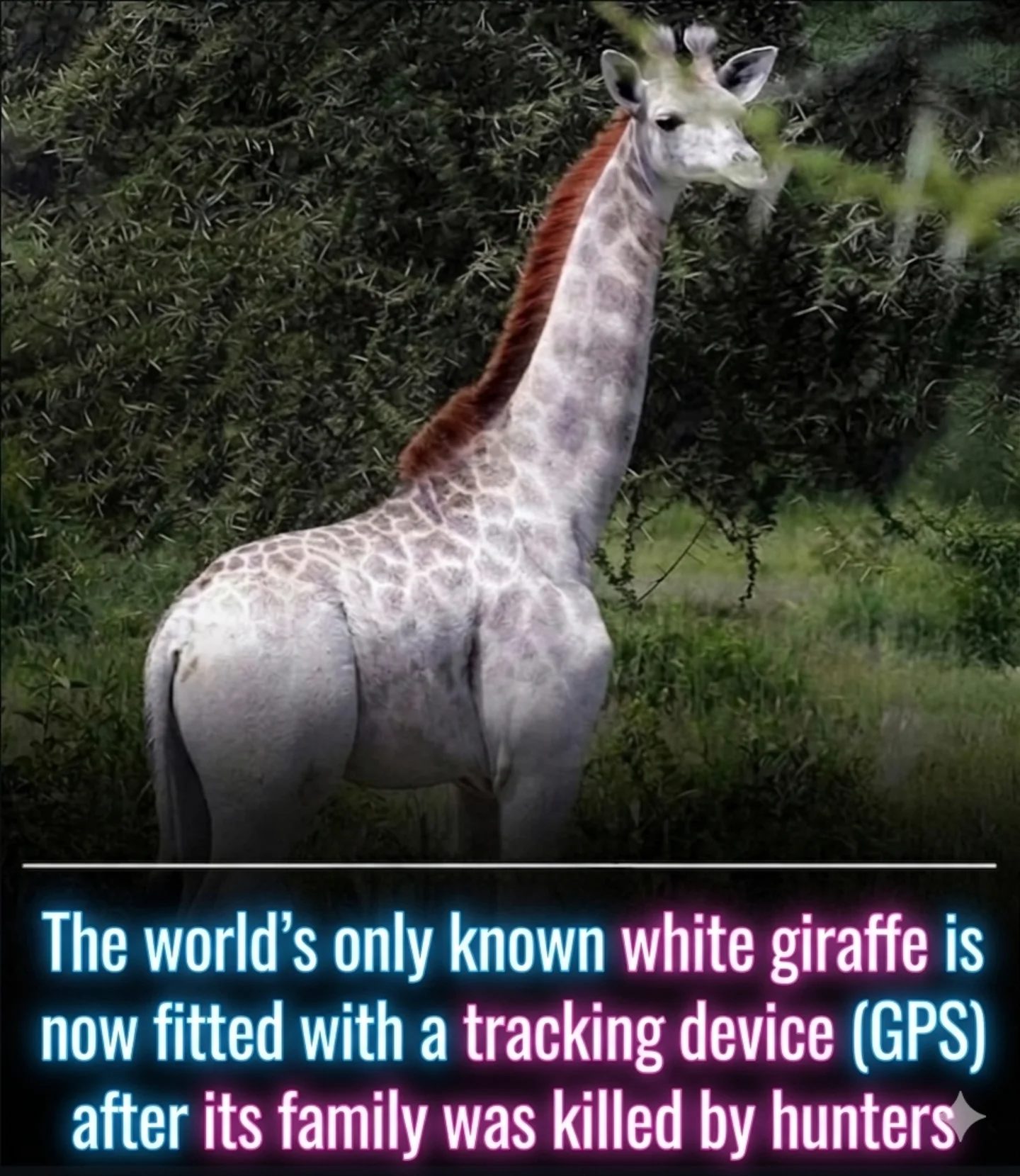 Protecting the World's Only Known White Giraffe with GPS Tracking
