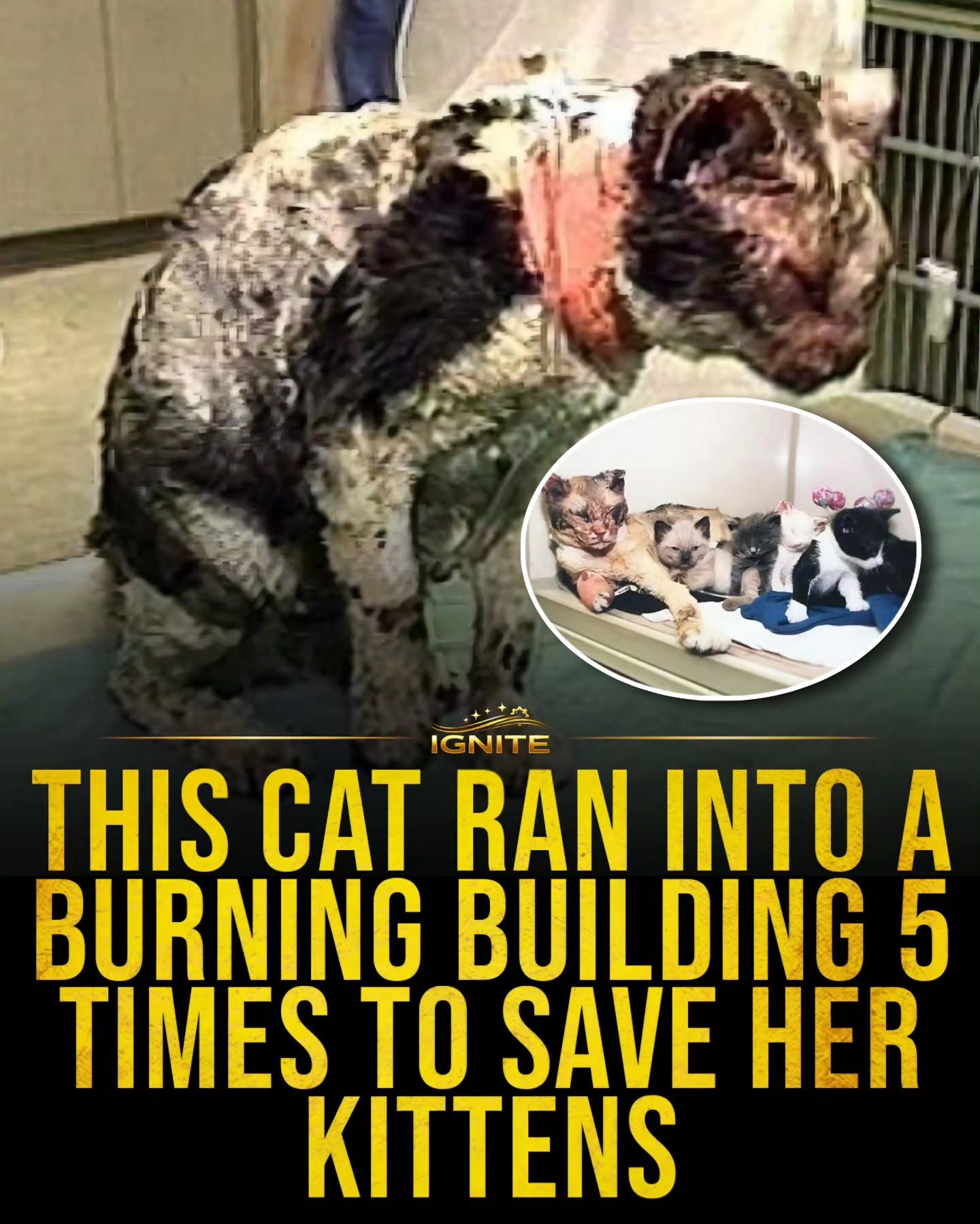 **The Extraordinary Tale of a Mother Cat's Bravery in a Burning Building**