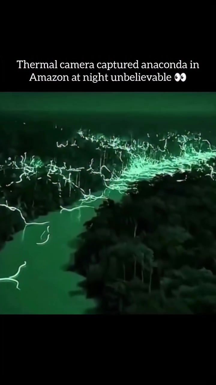Nighttime Anaconda Reveal: Thermal Imaging in Amazon