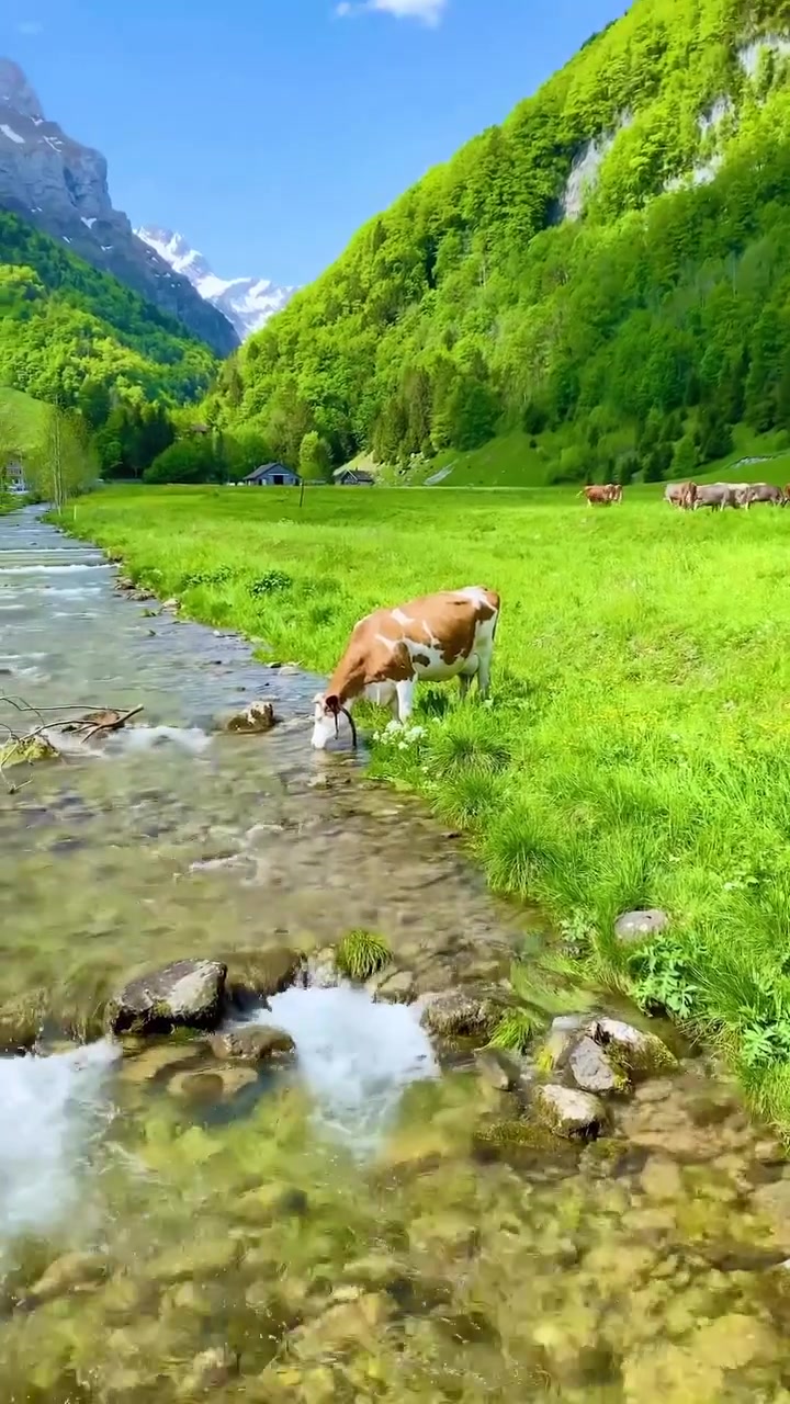 Appenzell Switzerland: Alpine Cows and Scenic Landscapes