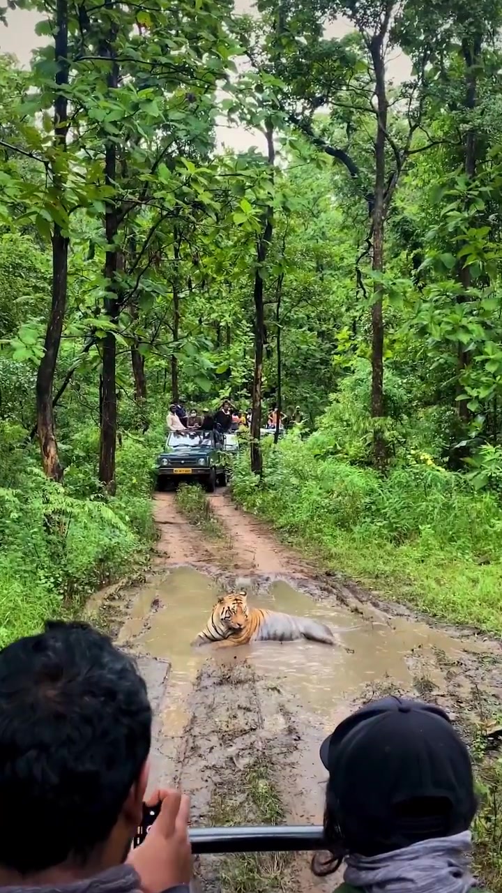 Tiger Encounter During Wildlife Safari