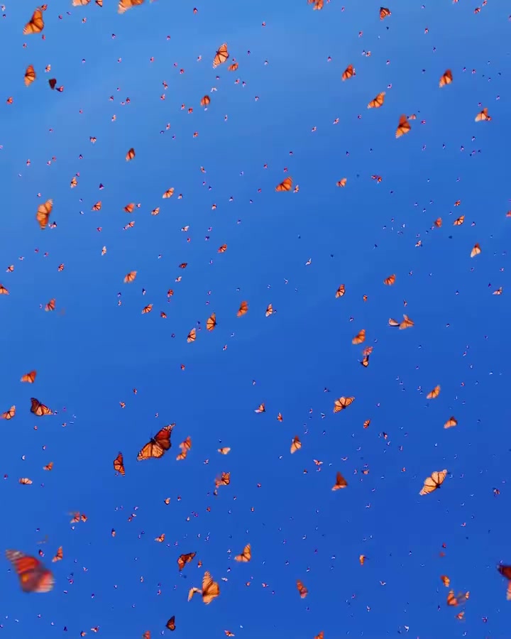 Monarch Butterfly Migration to Mexico