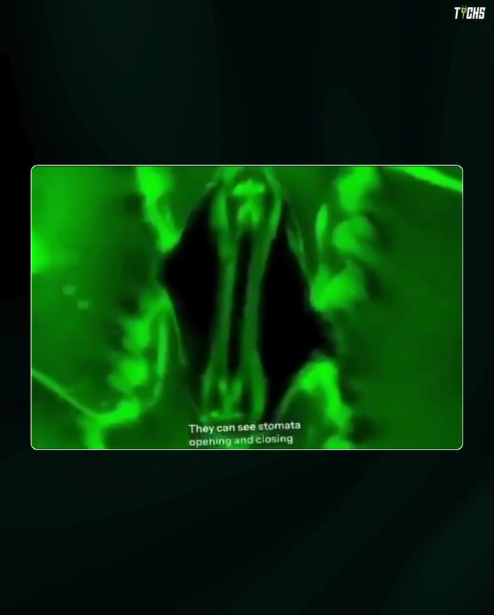 Plant Stomata: Internal Structure and Function