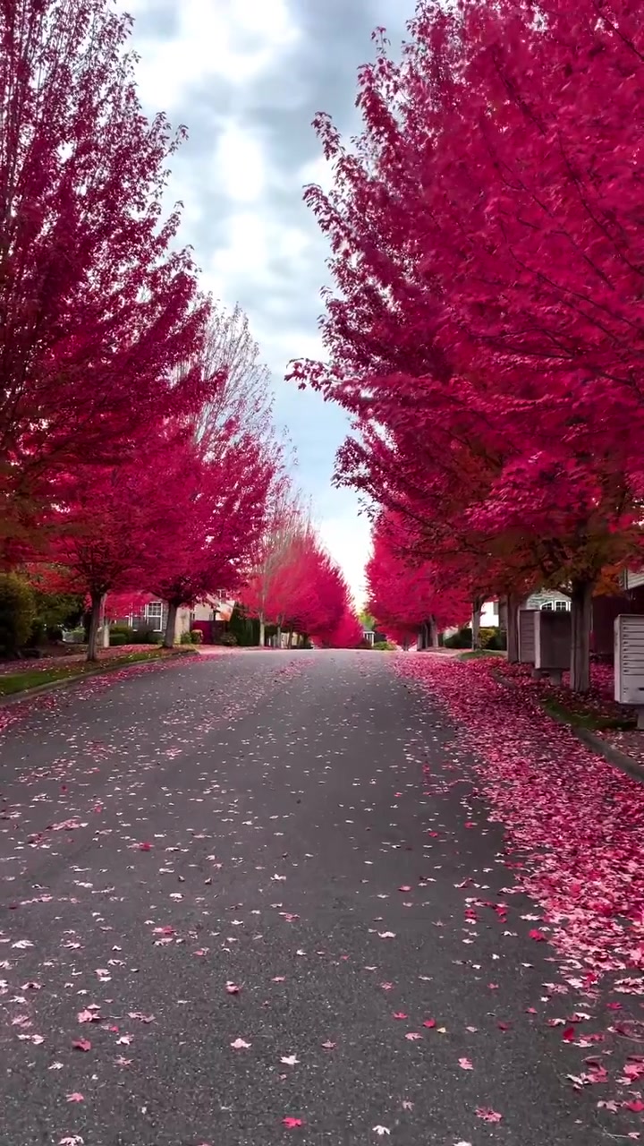 Autumn Tree Tunnel: Vibrant Pink Leaf Street