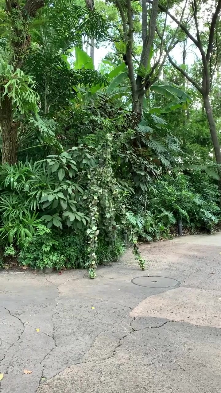 Tropical Plants and Pathway: Lush Greenery Video