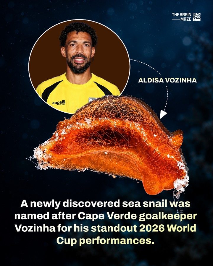 Celebrating Voices: Cape Verde Goalkeeper Honored with New Sea Snail Name