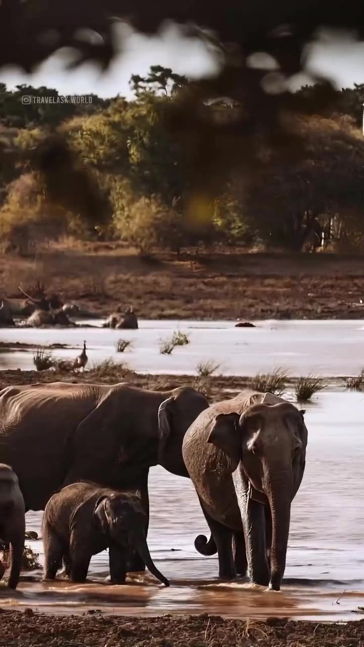Sri Lanka's Luxury Wildlife Resorts: Experience Nature in Comfort