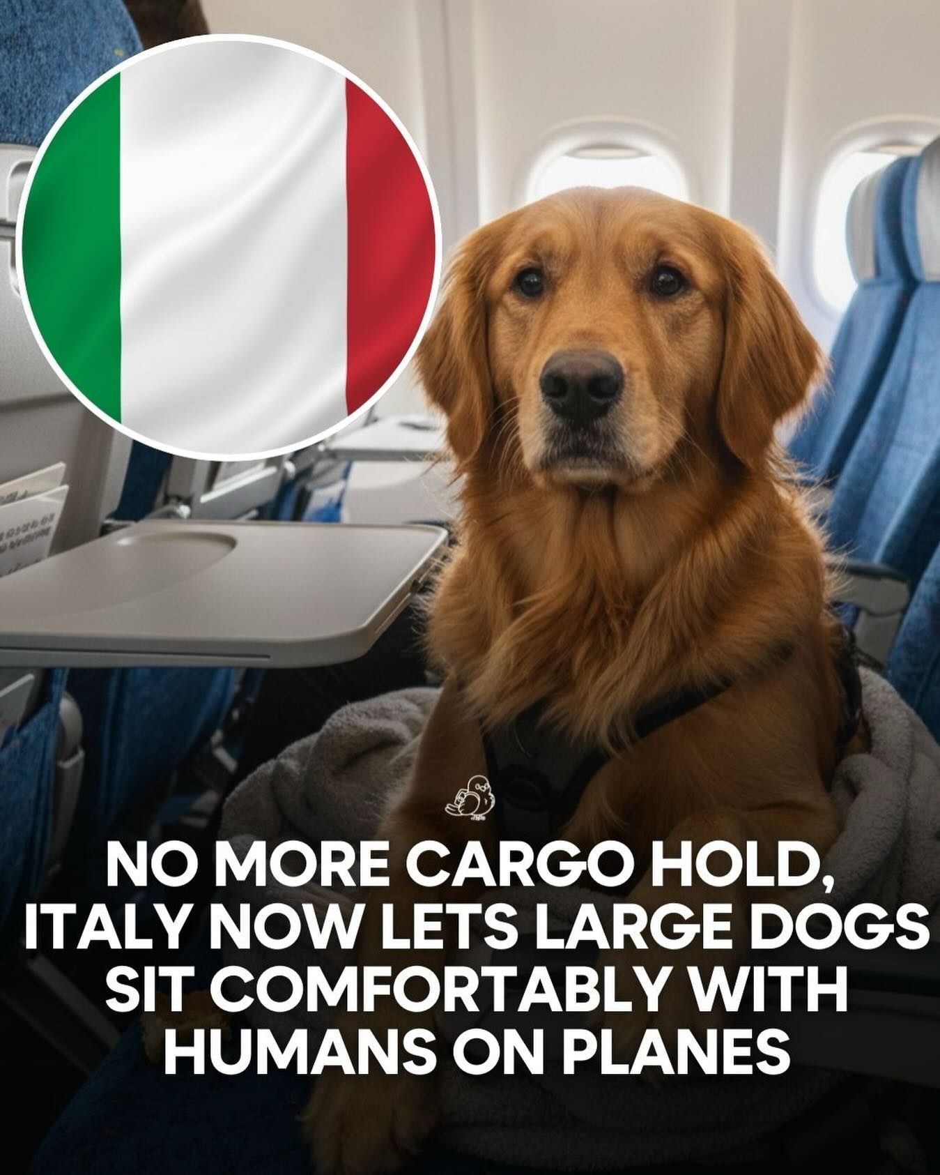 New Rules Allow Large Dogs to Fly in Cabin on Italian Planes