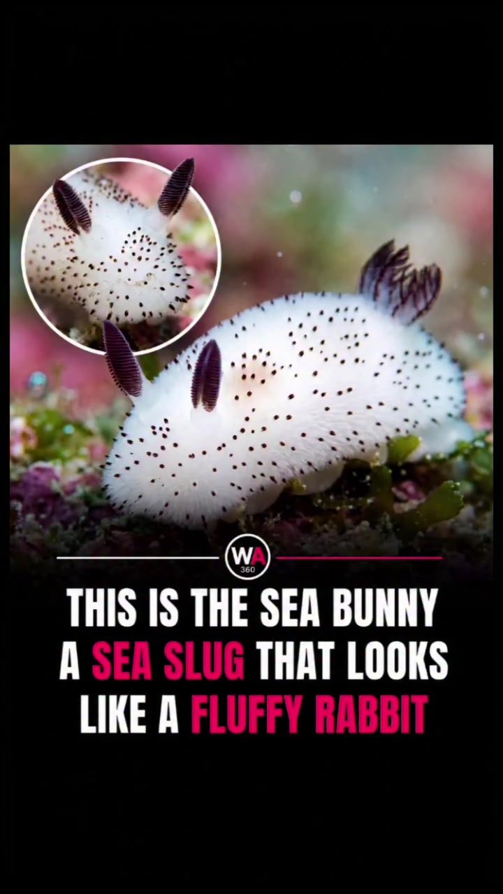 The Mystery of the Sea Bunny: A Unique Sea Slug