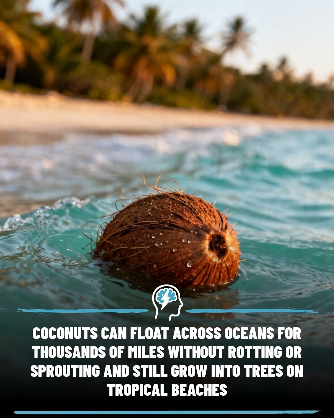 Coconuts Travel Thousands of Miles at Sea and Grow Into Trees