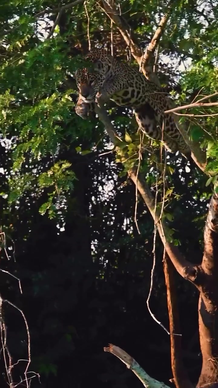 Jaguar's Tree-Climbing Skills in Brazil's Pantanal