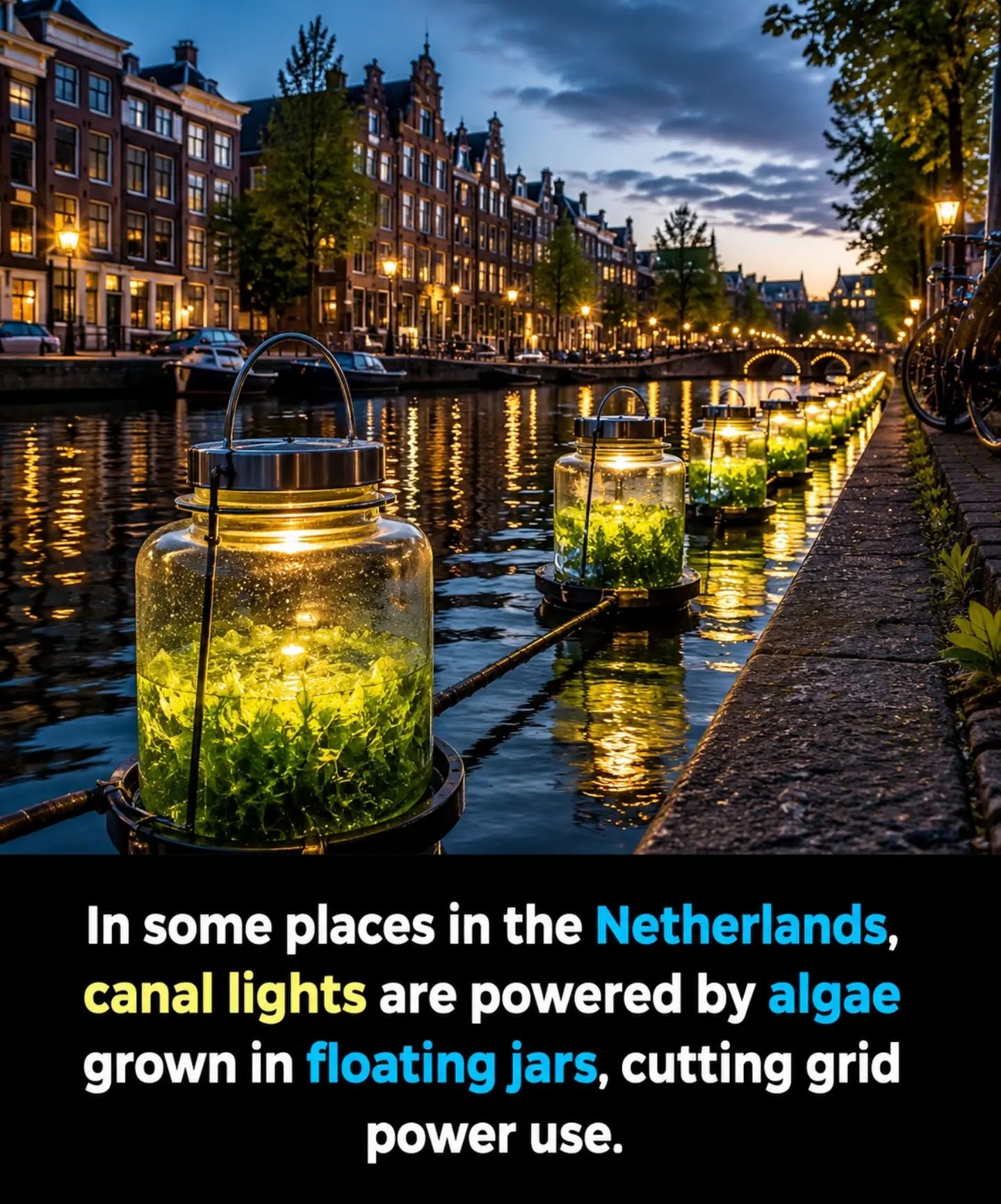Algae-Powered Canal Lights Illuminate Dutch Waterways