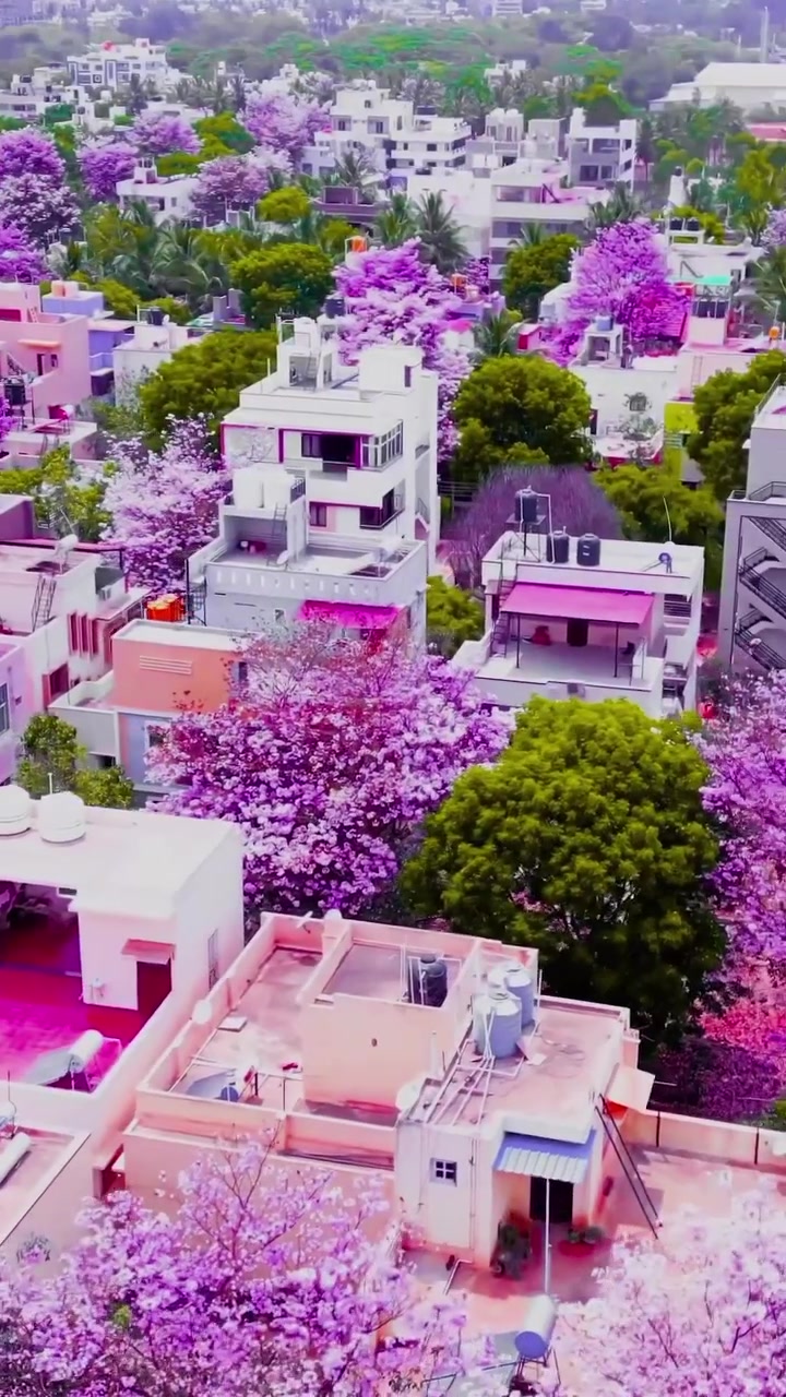 Bengaluru's Cherry Blossoms: Aerial View of Bloom