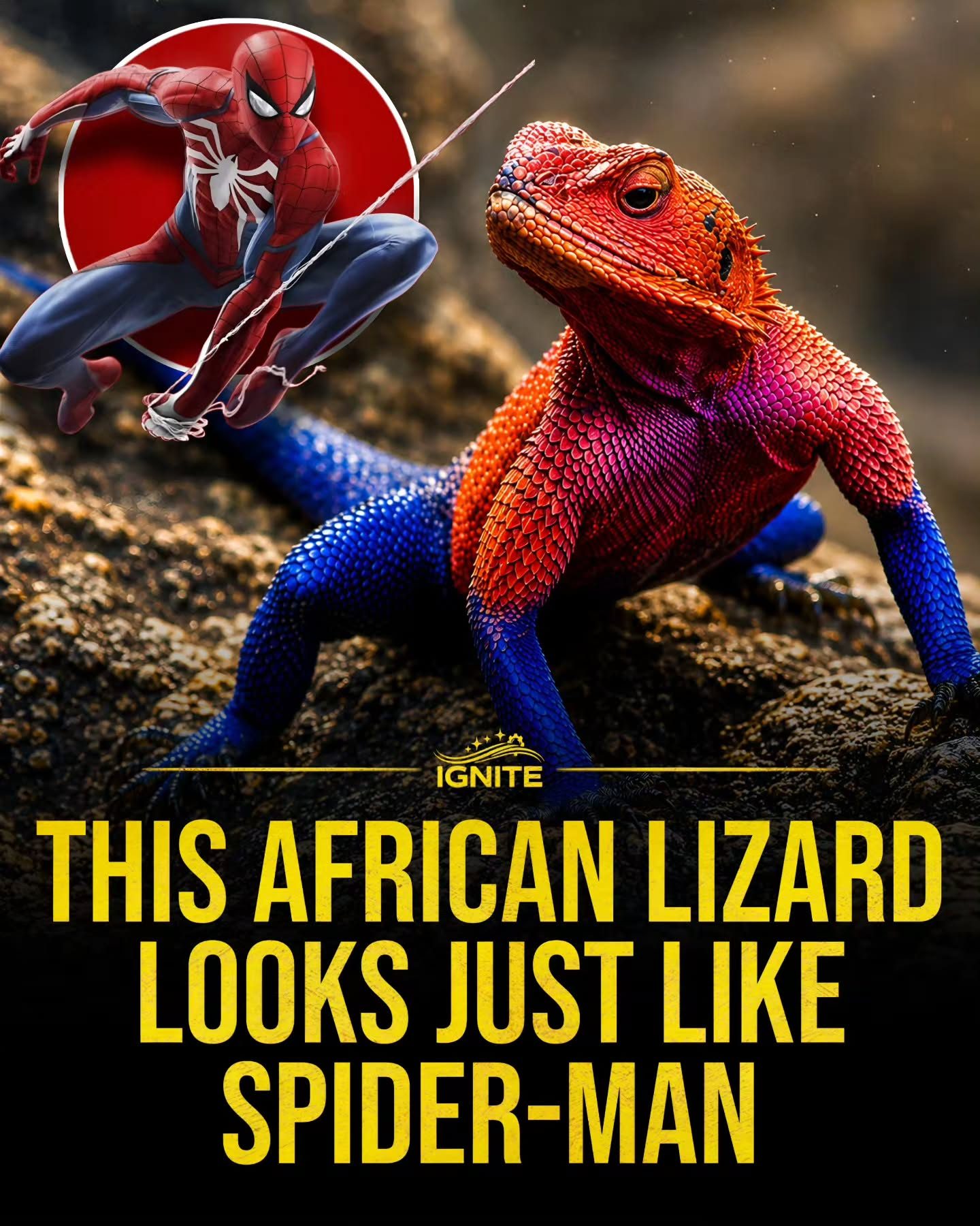 African Lizard with Spider-Man-like Colors: A Fascinating Comparison