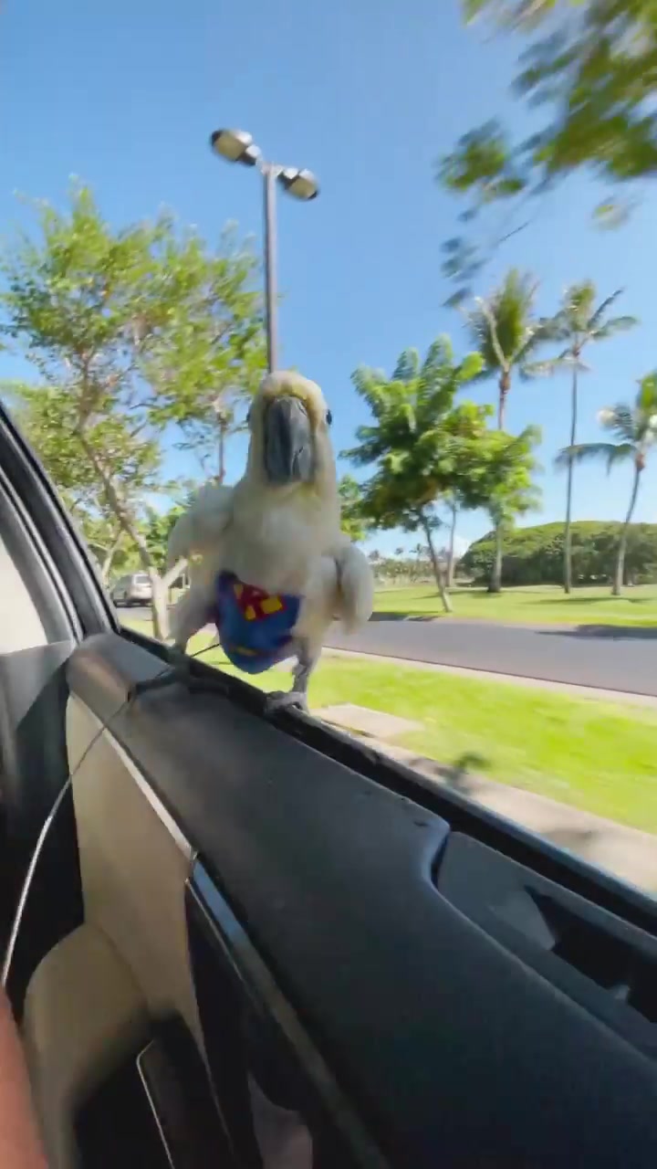 Parrot's Road Trip Adventure in Car