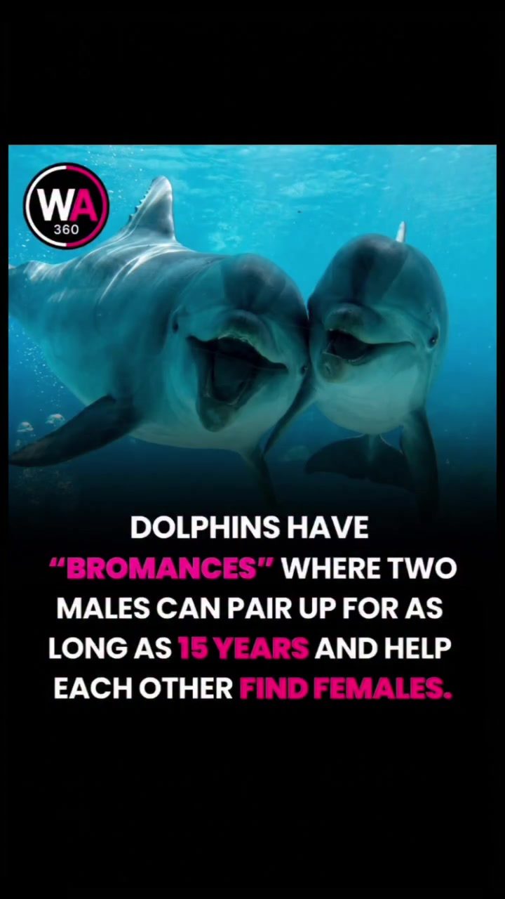 Dolphin "Bromances": 15-Year Alliances for Survival