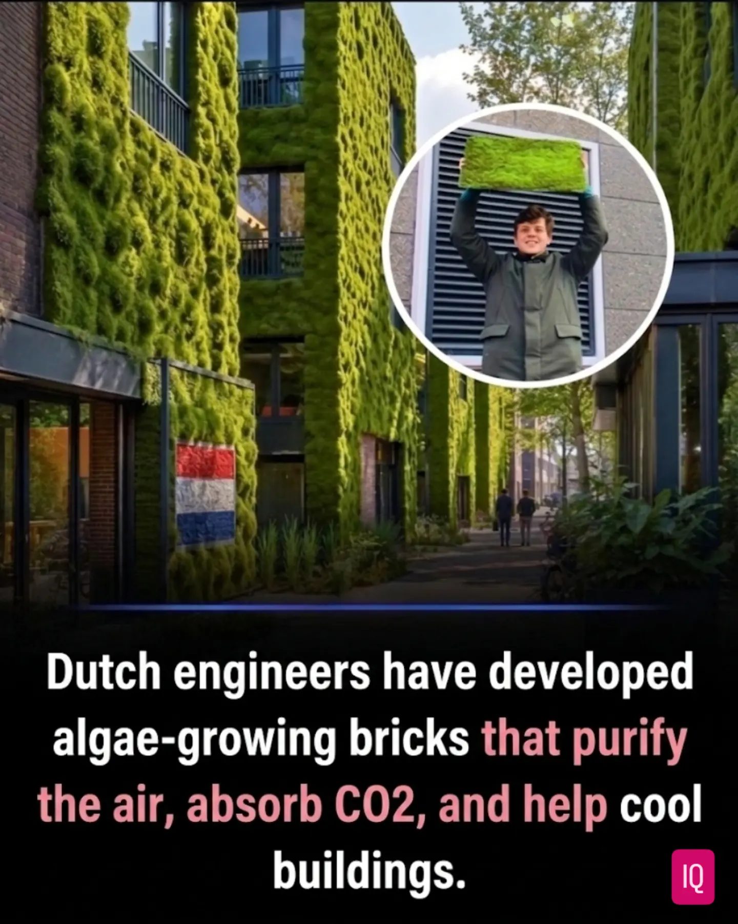 Dutch Engineers Revolutionize Architecture with Algae Bricks