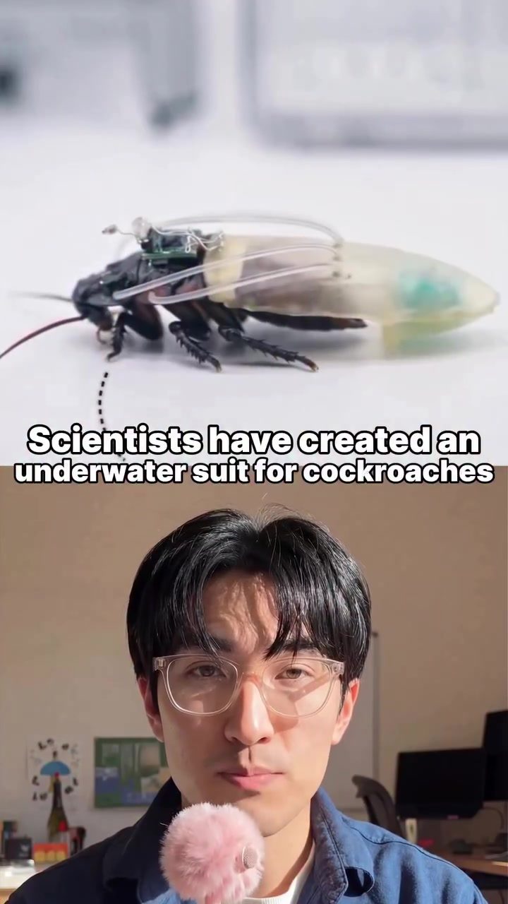 Cyborg Cockroaches: Underwater Rescue Innovations