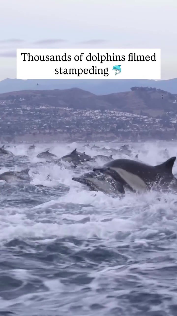 Witnessing Thousands of Dolphins Stampeding in Stunning Video
