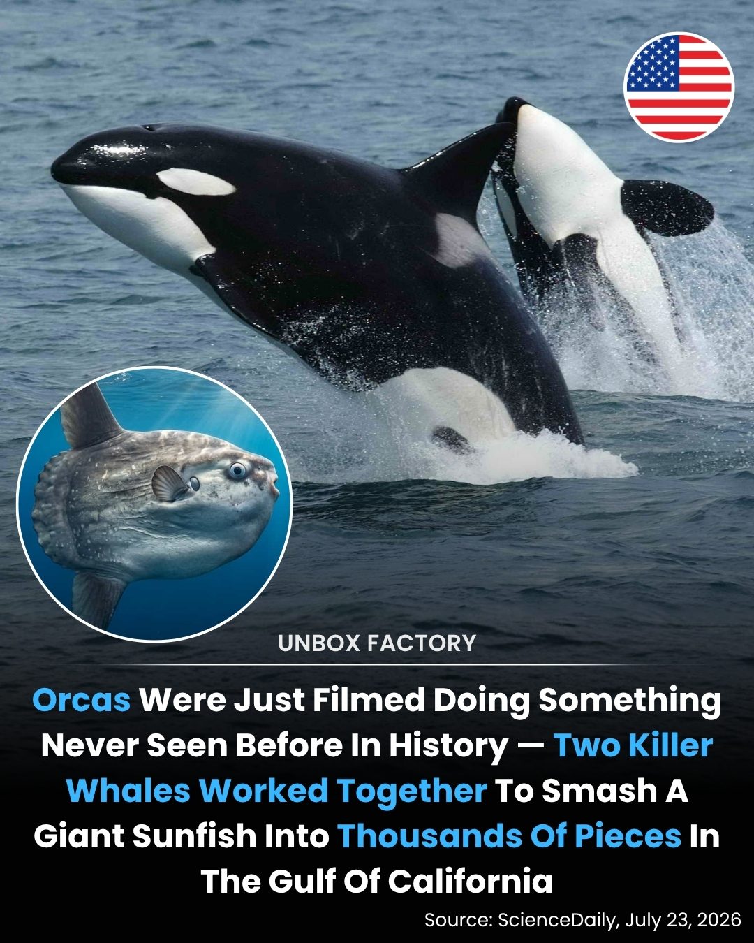Orcas' Unique Hunt: Collaborative Strategy Unveiled in Gulf