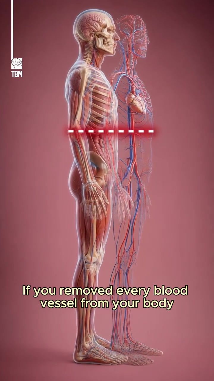 The Incredible Length of Human Blood Vessels