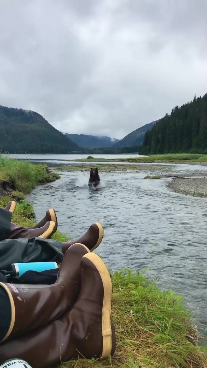 Brown Bear Wading in River: Forest Scene