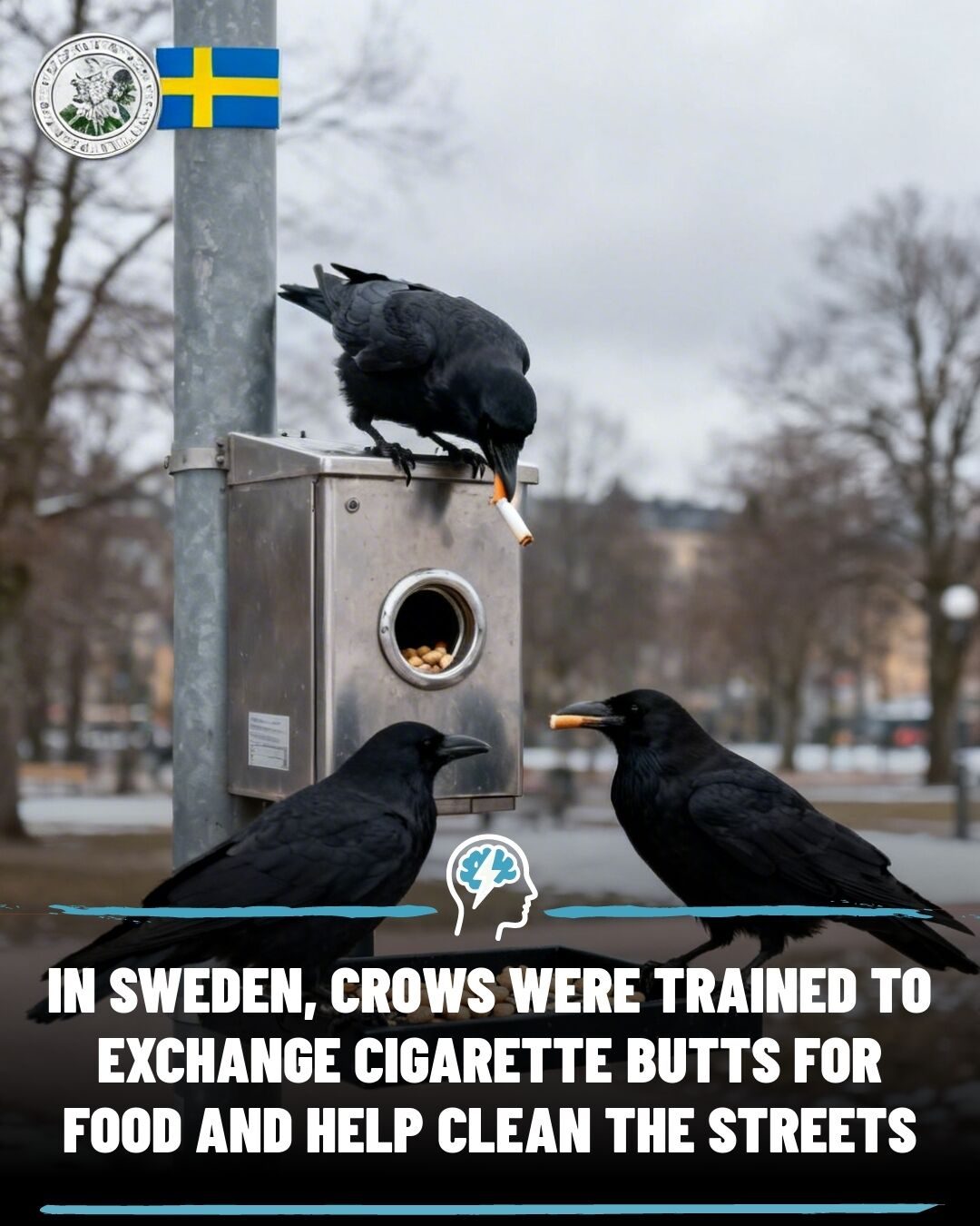 Crows in Sweden Help Clean Up Cigarette Litter