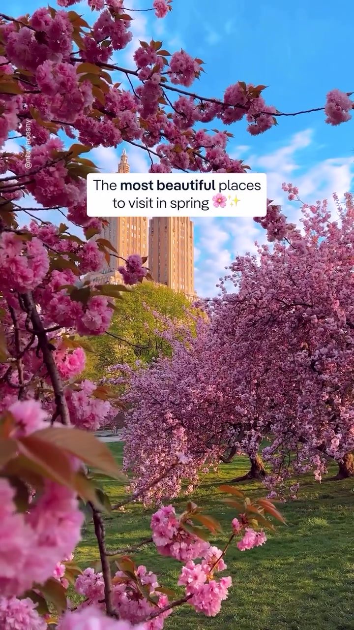 Five Must-Visit Spring Destinations for Cherry Blossom Lovers