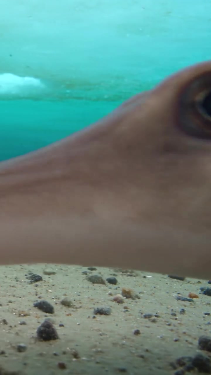 Antarctic Icefish: Unique Adaptations of Underwater Wildlife