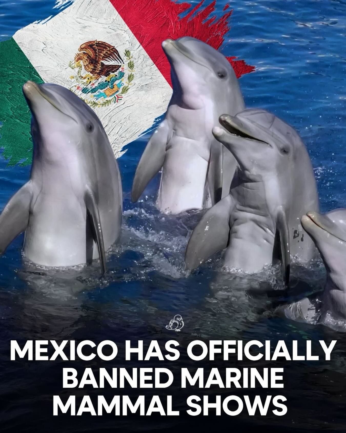 Mexico's Historic Ban on Marine Mammal Entertainment