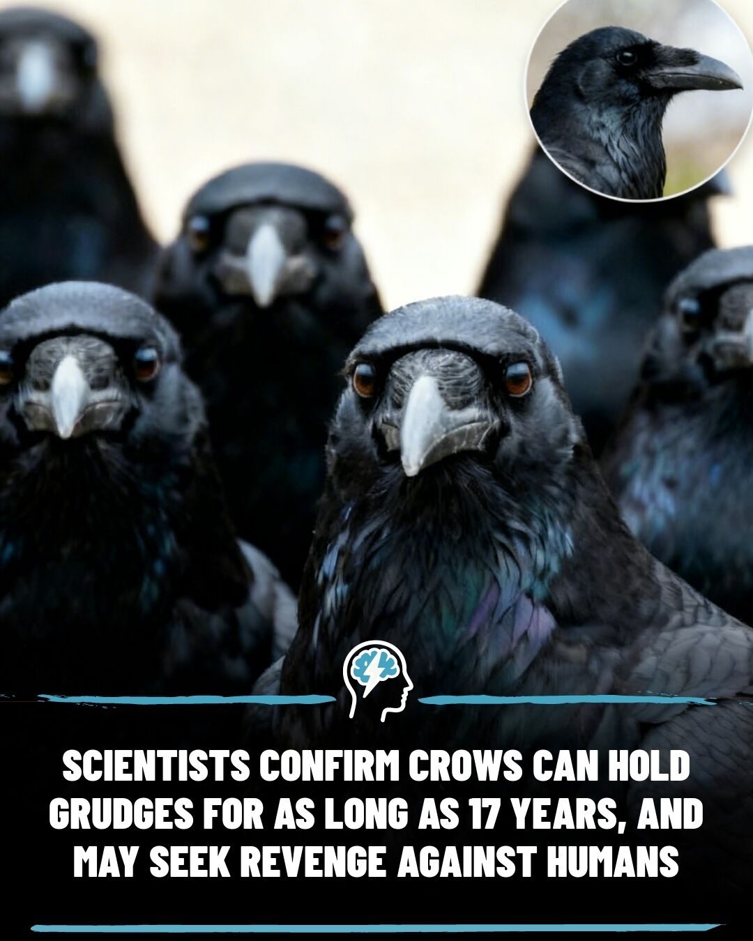 Crows Remember Human Faces for Up to 17 Years