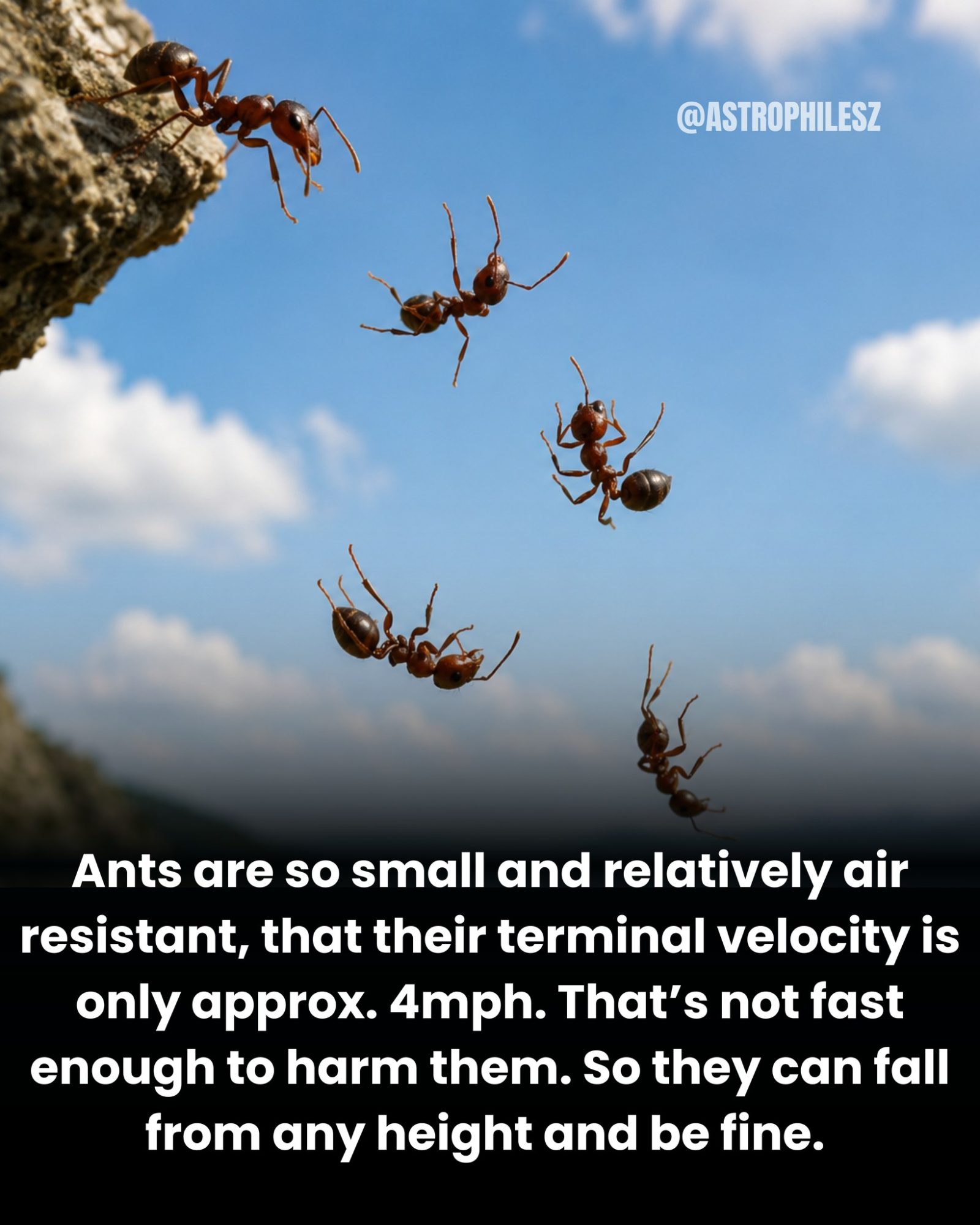 Ants Can Survive Falls from Any Height Thanks to Physics