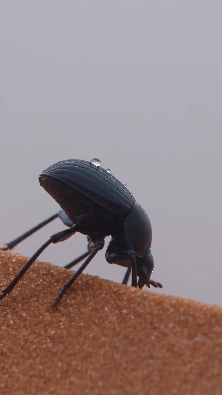 Namib Beetle Drinks Fog on Sand Dunes