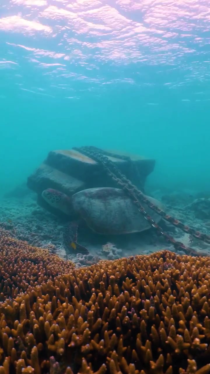 Sea Turtle Resting on Coral Reef Underwater