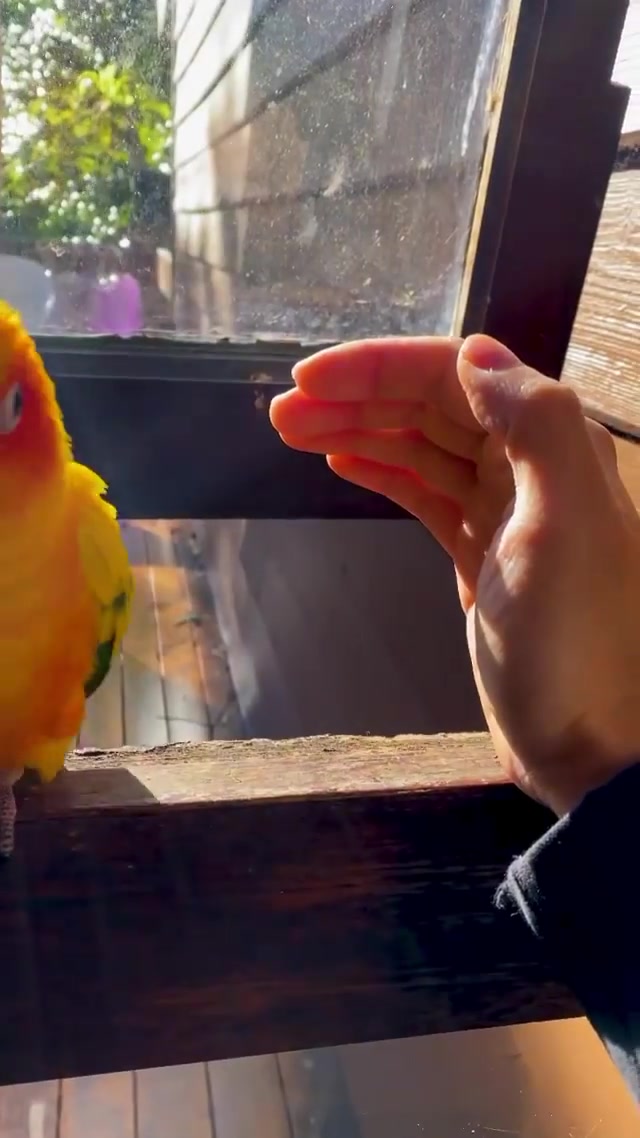 Parrot Interaction: Gentle Handling Tips