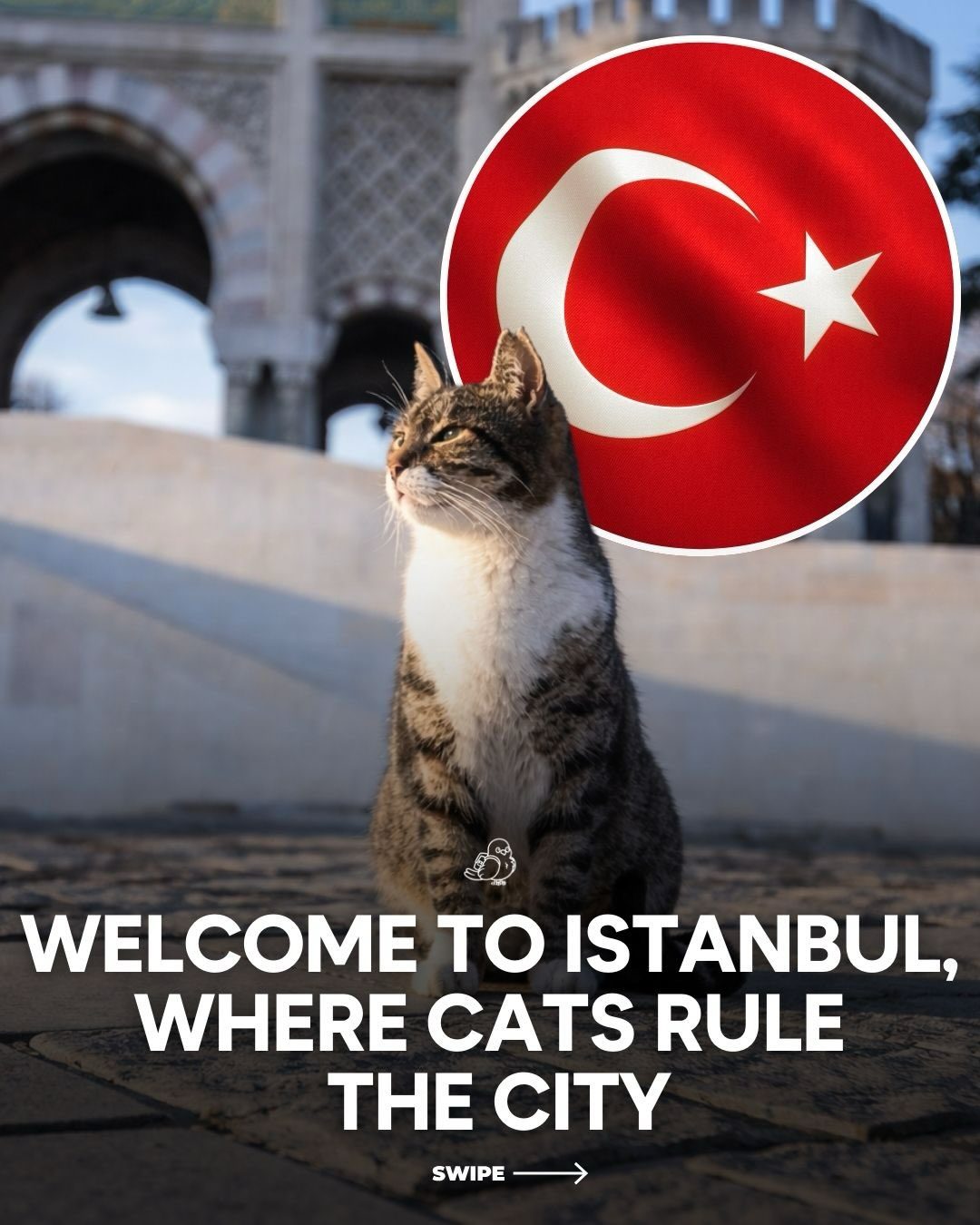 The City's Purrfect Ambassadors: Street Cats of Istanbul