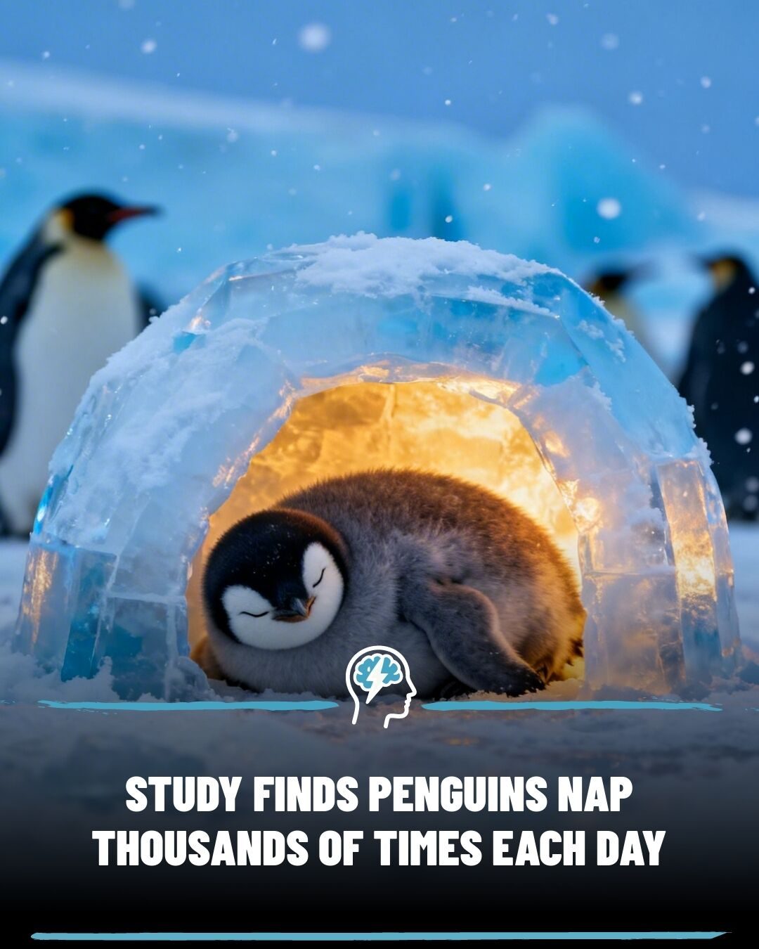Penguins' Unique Sleep Pattern: 10,000 Naps a Day