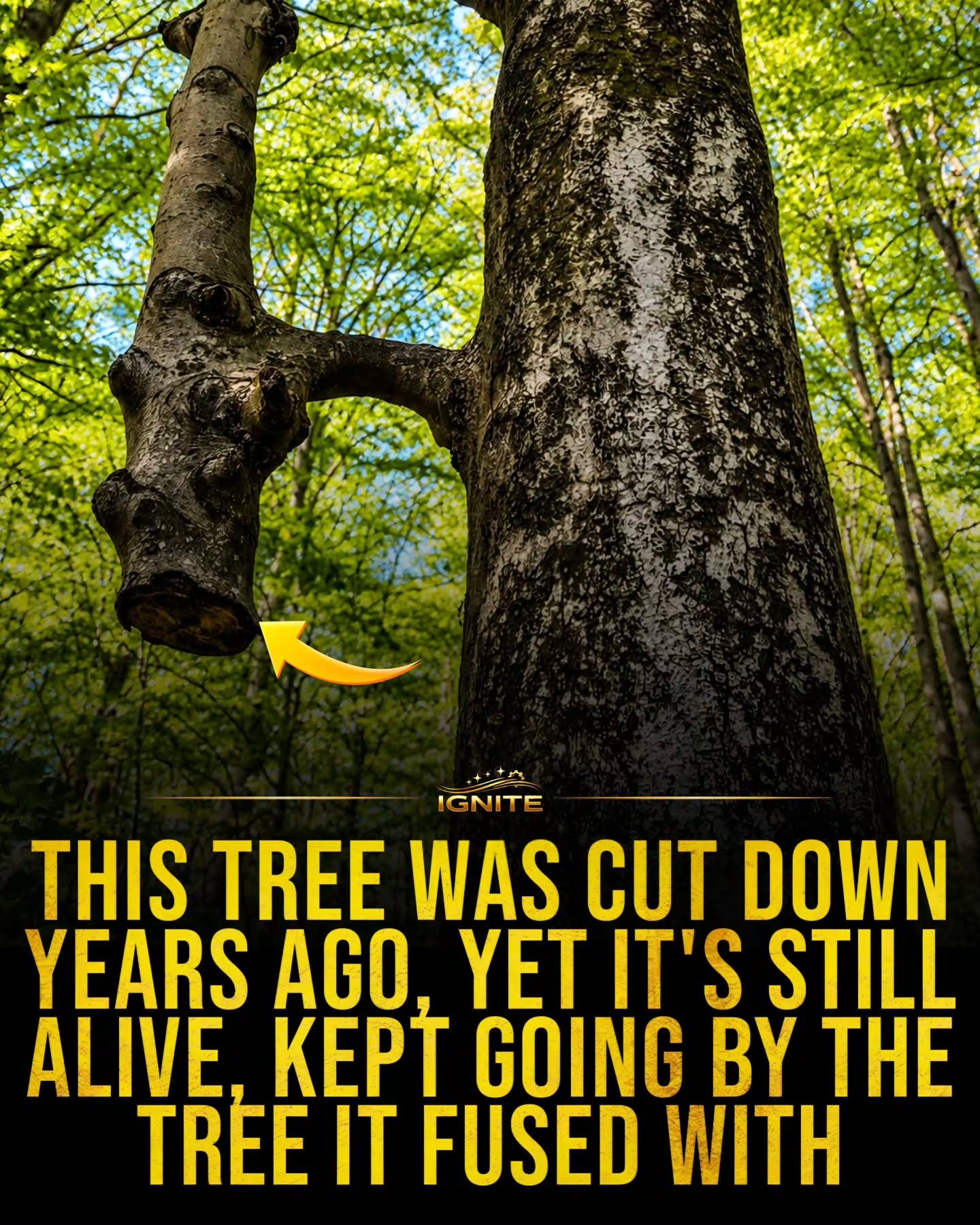 The Miraculous Fusion: A Tree Cut Down Years Ago Still Thrives