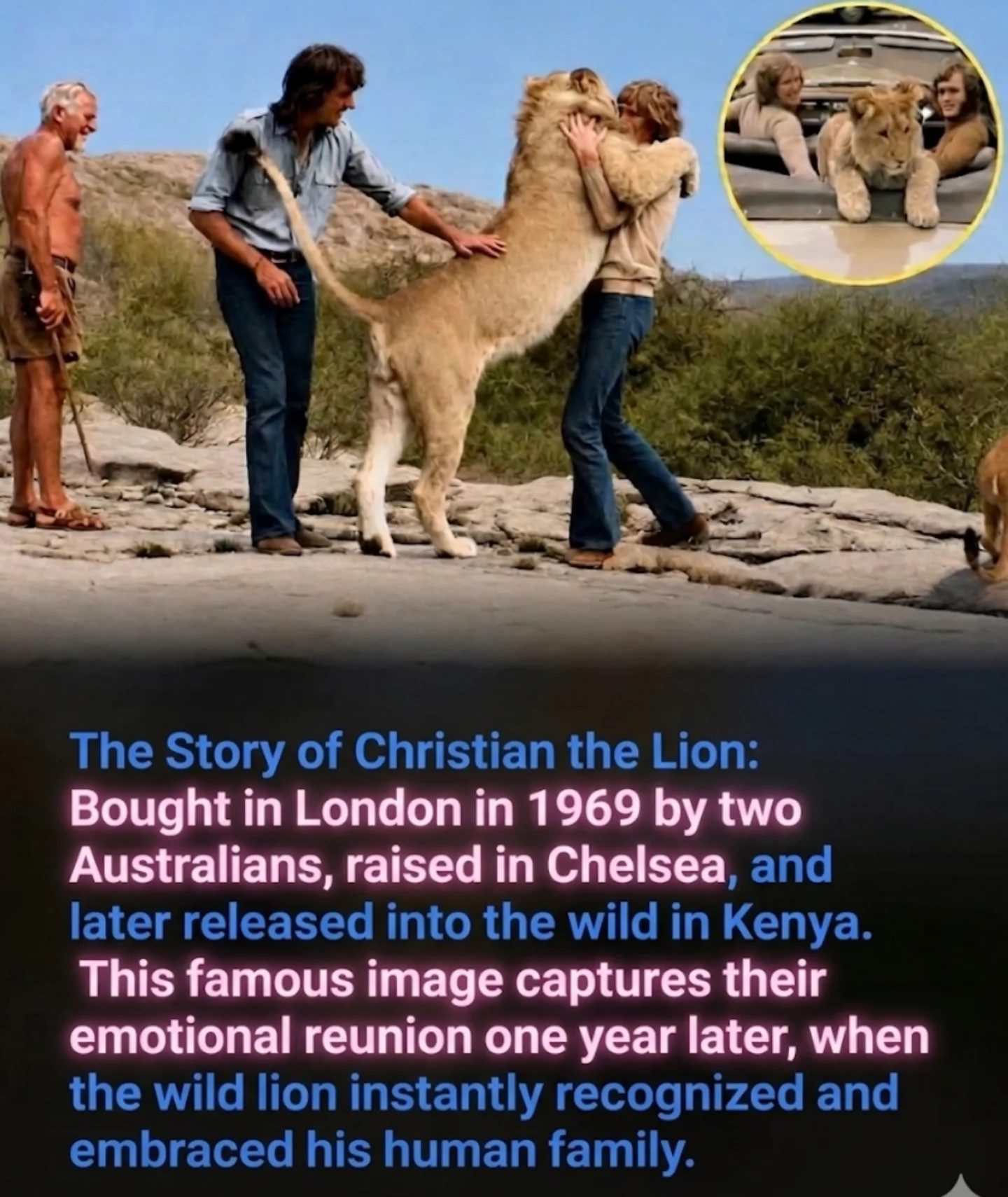 **Christian the Lion: An Unforgettable Bond and Reunion**