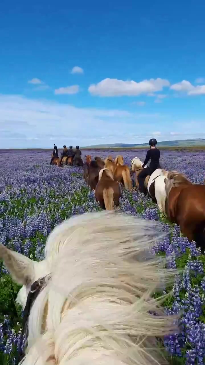 Icelandic Horses: Riding Through Lupine Flowers