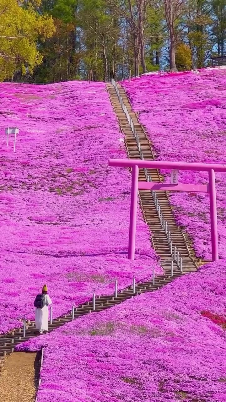 Higashimokoto Shibazakura Park Japan's Pink Flower Staircase