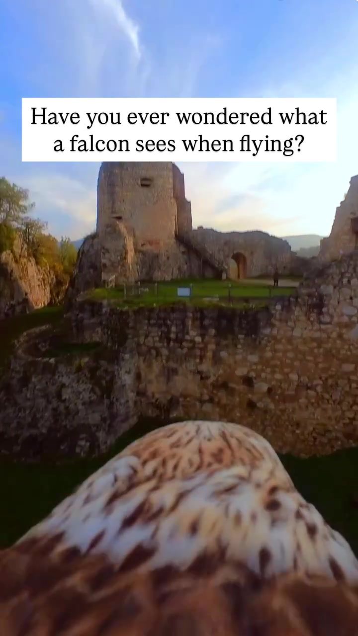 Falconry: A Bird's Eye View of an Ancient Sport