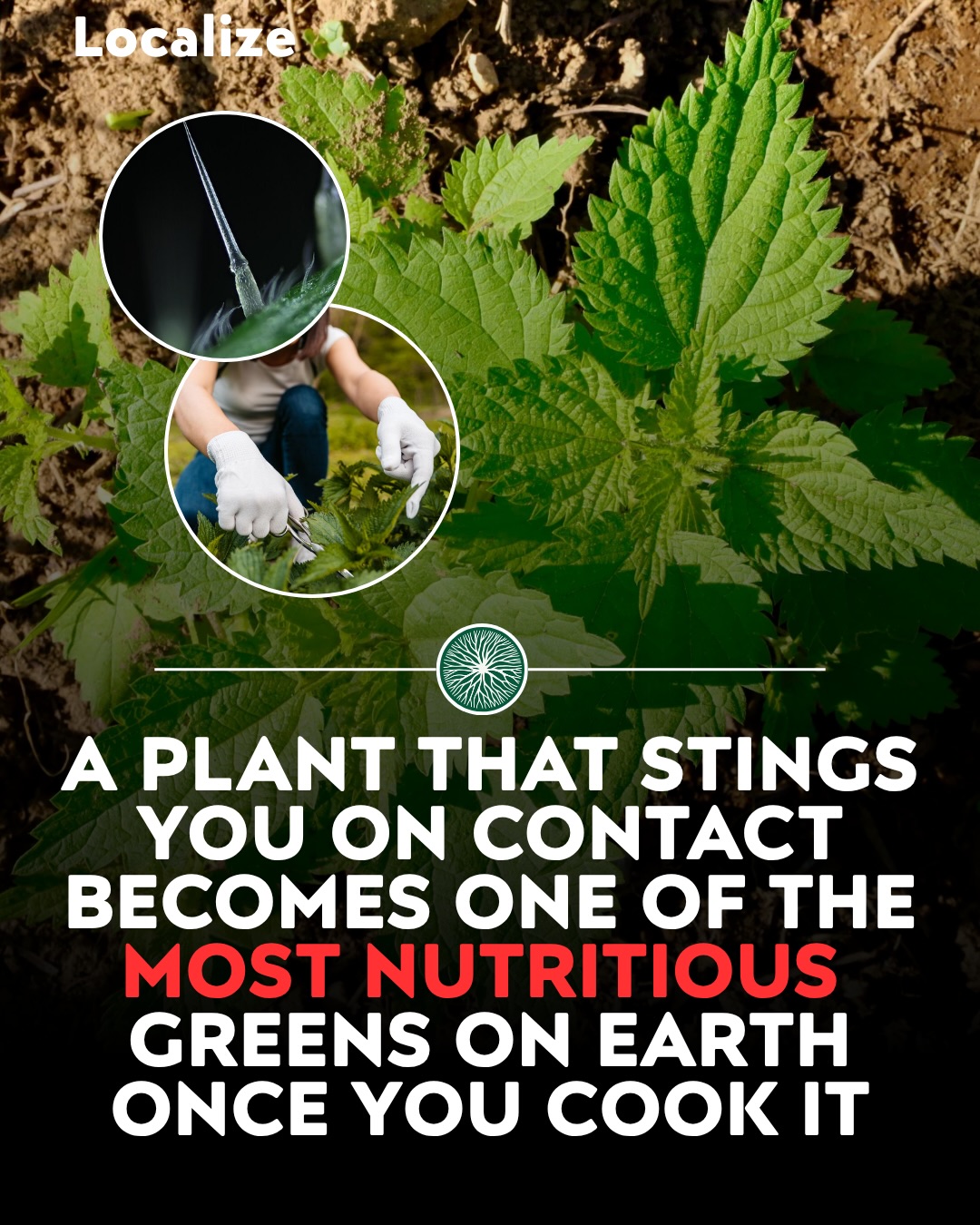 Stinging Nettle Pesto Recipe: Nutritious and Easy