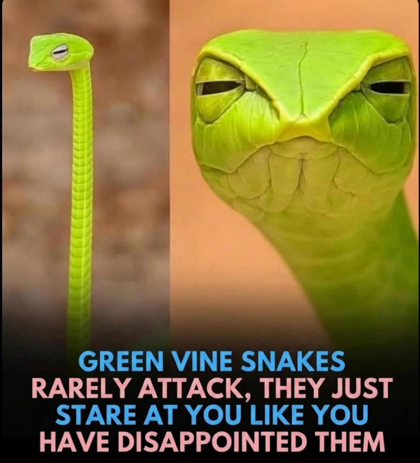 Green Vine Snakes: Fascinating Facts About Their Unique Behavior