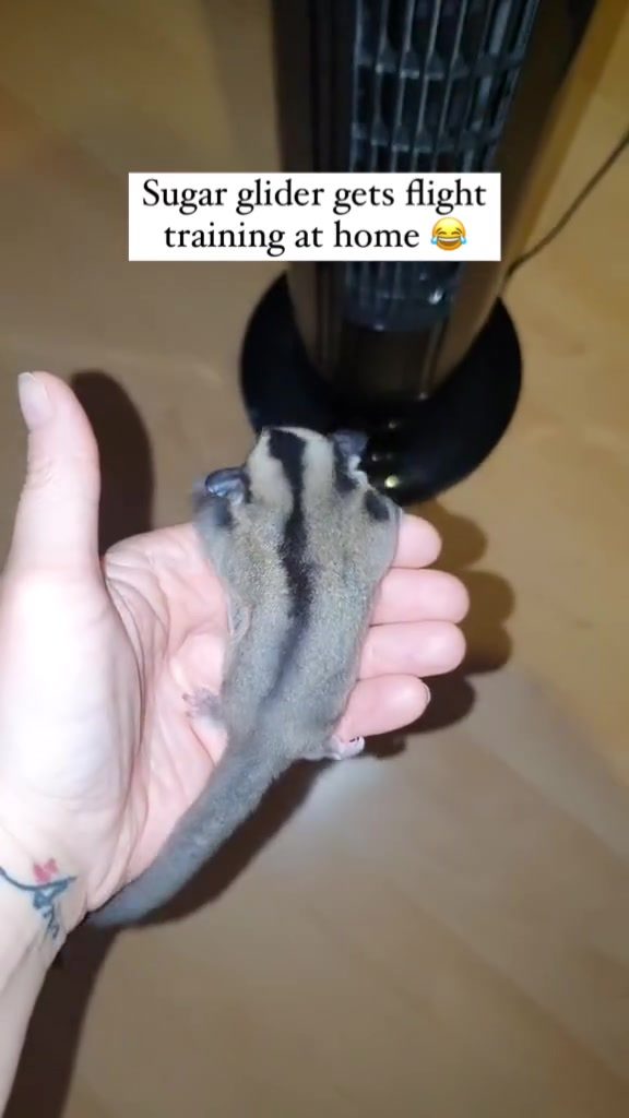 Sugar Glider Gliding Training: Helping Your Pet Soar
