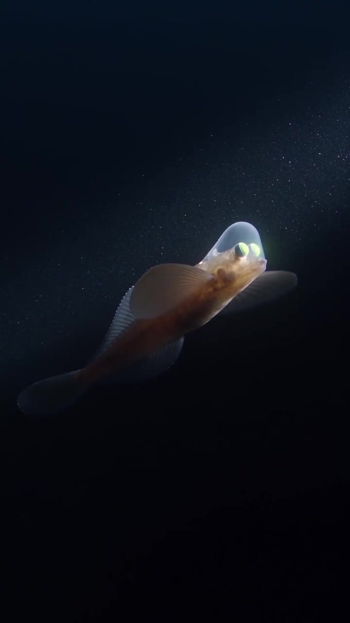 Deep Sea Fish with See-Through Head