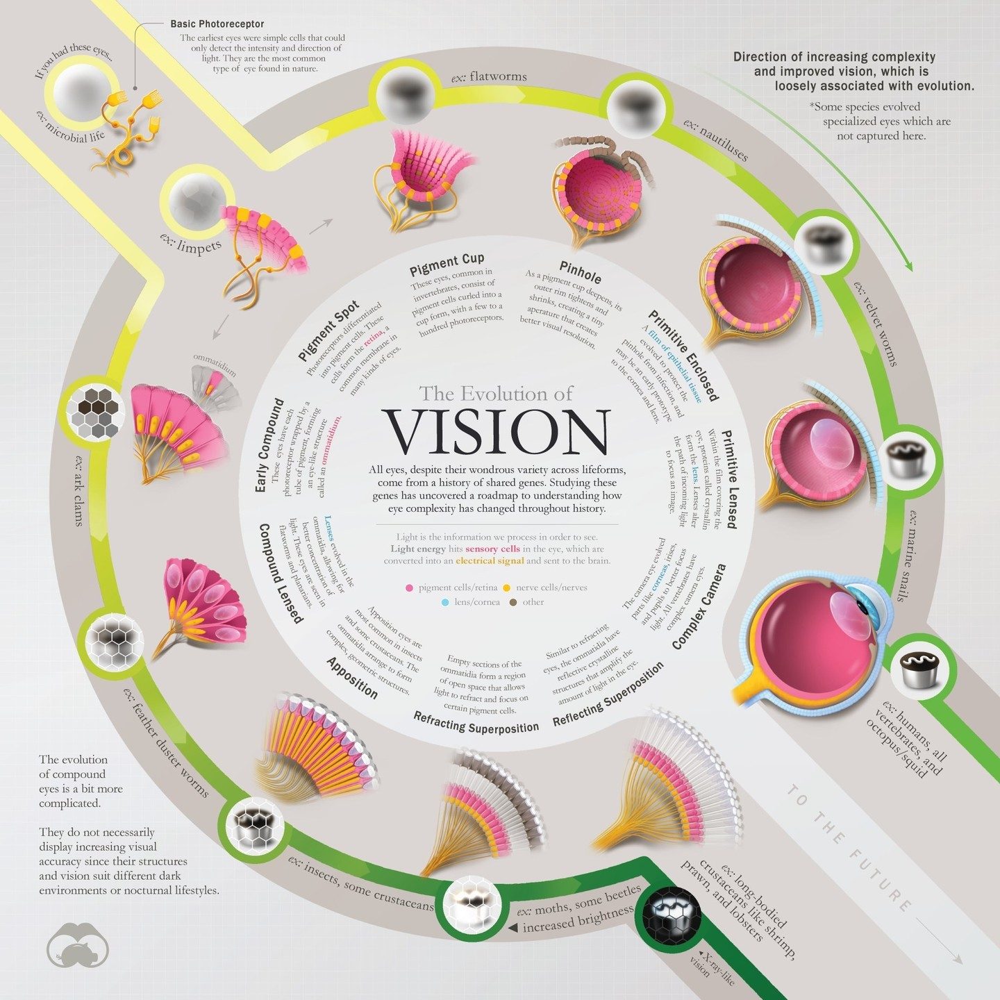Evolution of Eyes: A Journey Through Time