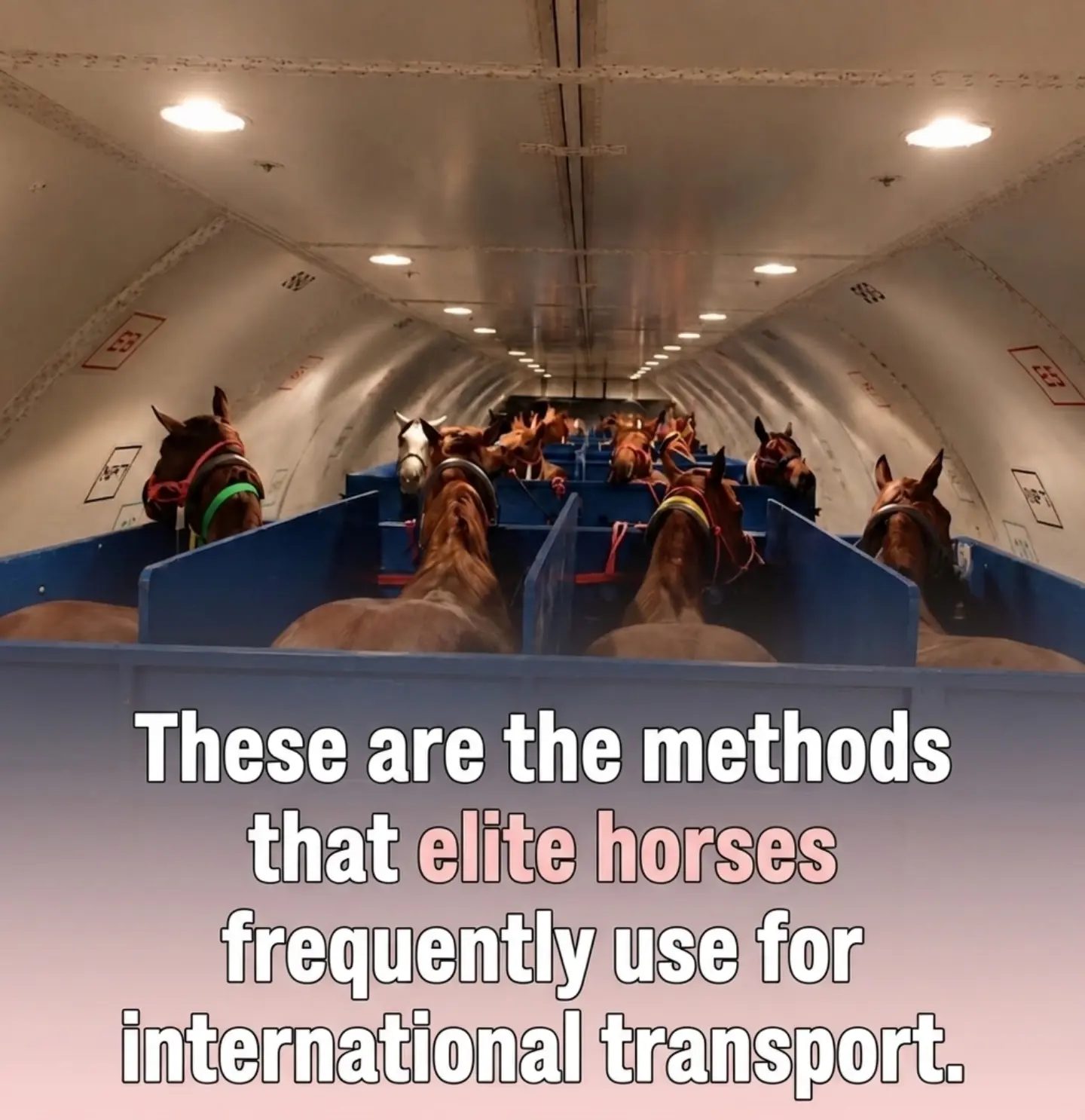 How Elite Horses Fly Business Class for International Competitions