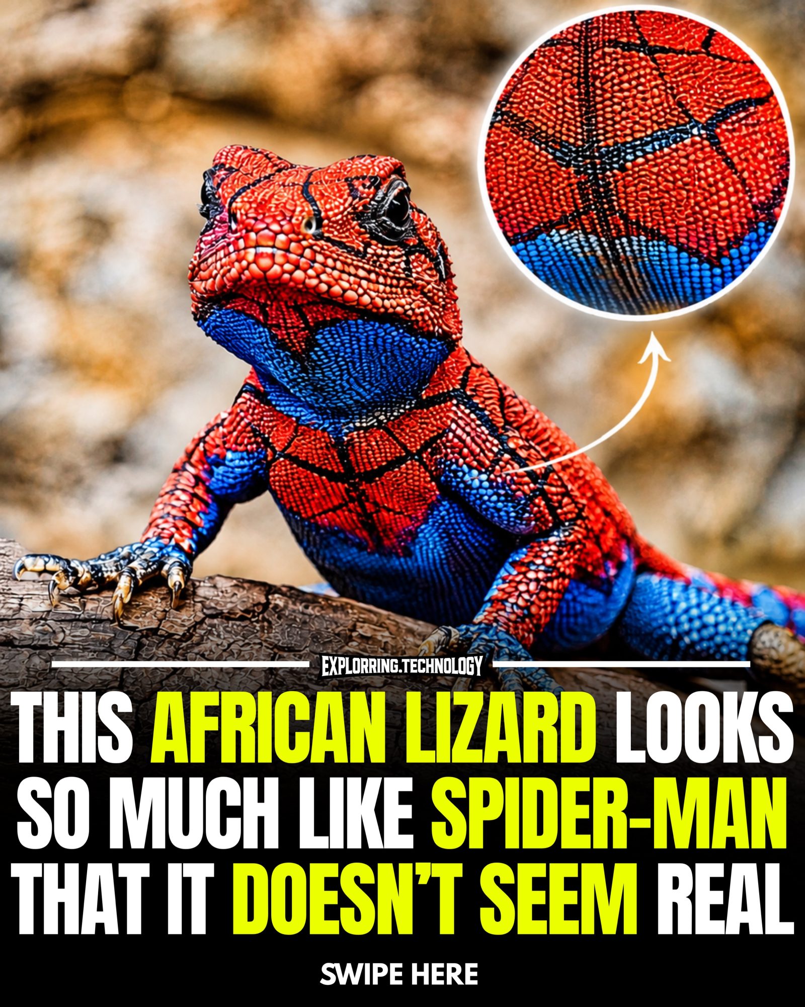 Spider-Man Like Lizard: African Species With Uncanny Resemblance