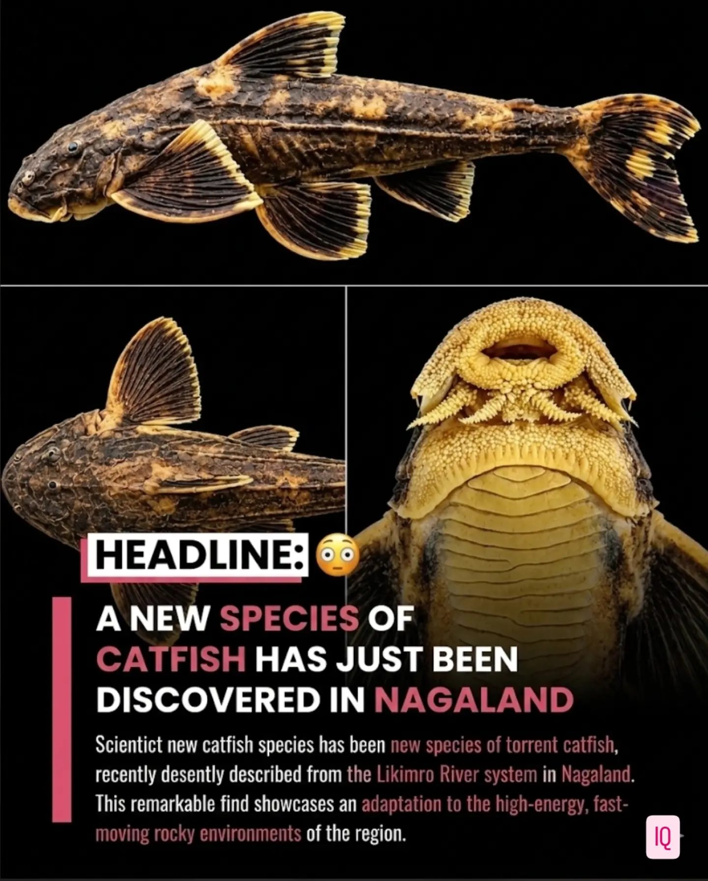 New Catfish Species Found in Nagaland's Rapid Rivers